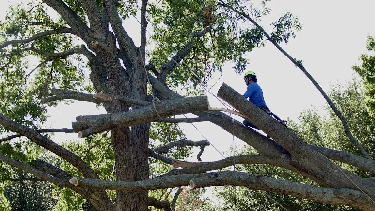 Professional Crown Thinning performed by certified arborists in Flagler
